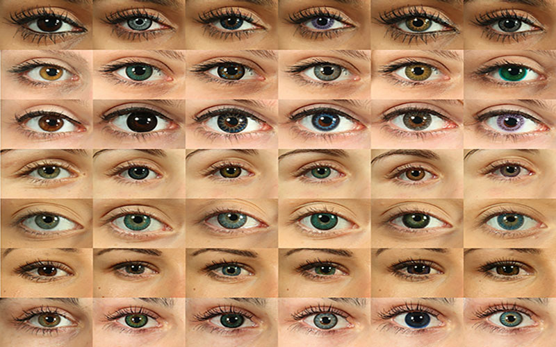 چشم از لحاظ فرم به هفت دسته مجزا تقسیم می شوند.
