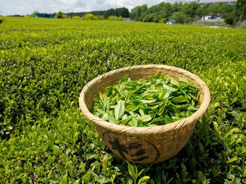 فواید درخت چای و ورغن چای سبز